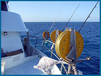 kona charters swains reef