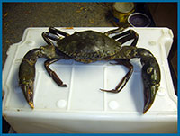 central queensland charters