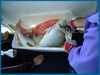 crabbing