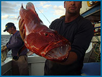 queensland coast fishing